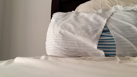 2022felipe online show from 14, 12, 2024