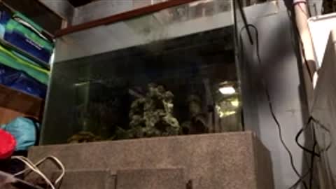 33adidas online show from 10, 4, 2026