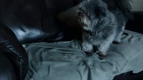 66bear online show from 22, 12, 2024