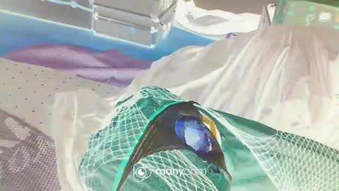 Snapshot of alwaysniceguy2 chatting on 3, 1, 2025 HoneyMelonGuy online show from 3, 1, 2025