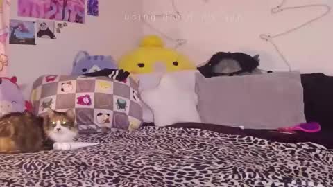 amia mia online show from 14, 1, 2026