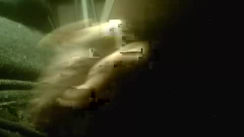 amolafica12 online show from 1, 12, 2025