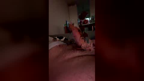 analpunisher2808 online show from 9, 3, 2026