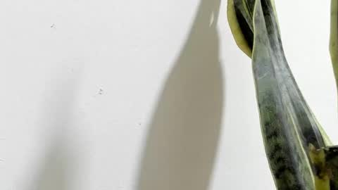 Ana Pakerman online show from 16, 2, 2025