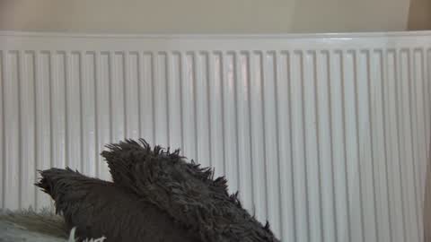 of  just4ana online show from 5, 1, 2026