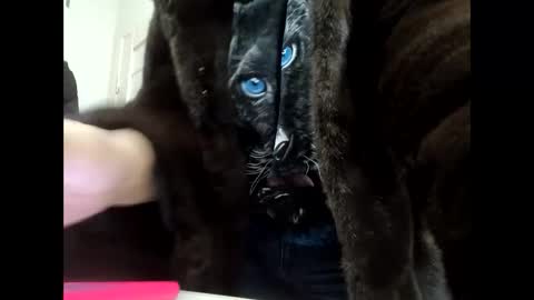 Your dreams best breasts online show from 21, 1, 2025