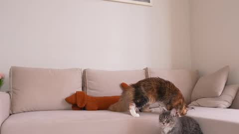  REYNA  next stream is 11h of Feb online show from 5, 4, 2026