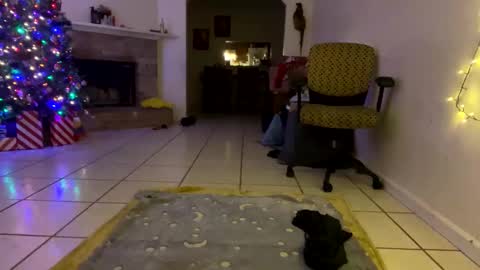 Snapshot of aprilanna chatting on 25, 12, 2024 AnnaApril420 online show from 25, 12, 2024