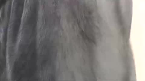 Assiology online show from 17, 2, 2025