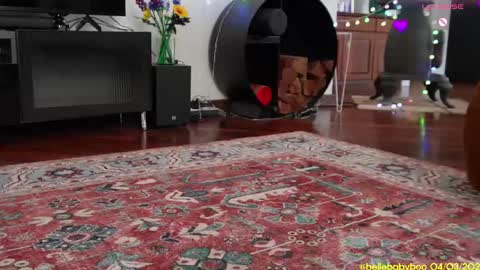 BELLE   online show from 4, 3, 2025