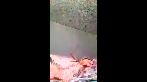 bigernine online show from 10, 1, 2026