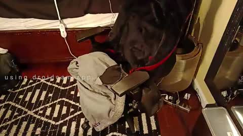 Snapshot of blakjag chatting on 5, 3, 2025 Blackjag00 online show from 5, 3, 2025