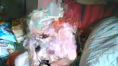 Bomber59potsdam online show from 2, 3, 2025