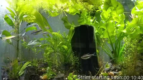 Booker Baxton online show from 7, 1, 2025