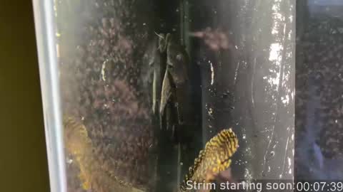 Booker Baxton online show from 12, 2, 2025