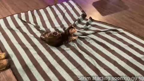 Booker Baxton online show from 24, 9, 2025