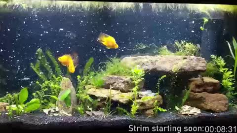 Booker Baxton online show from 1, 10, 2025