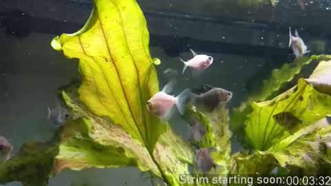 Booker Baxton online show from 15, 10, 2025