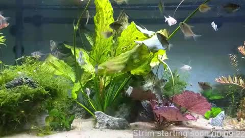 Booker Baxton online show from 3, 12, 2025