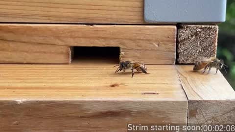 Booker Baxton online show from 14, 12, 2025