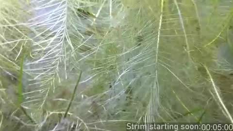 Booker Baxton online show from 11, 2, 2026