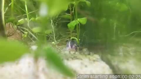 Booker Baxton online show from 14, 2, 2026