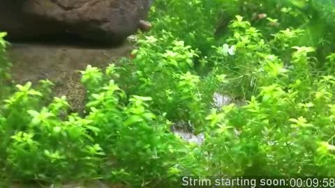 Booker Baxton online show from 17, 2, 2026