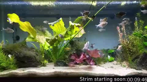 Booker Baxton online show from 22, 4, 2026