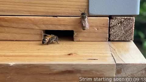 Booker Baxton online show from 23, 4, 2026