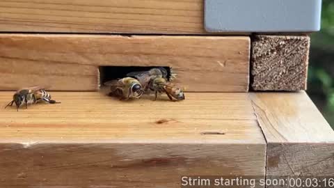 Booker Baxton online show from 24, 4, 2026