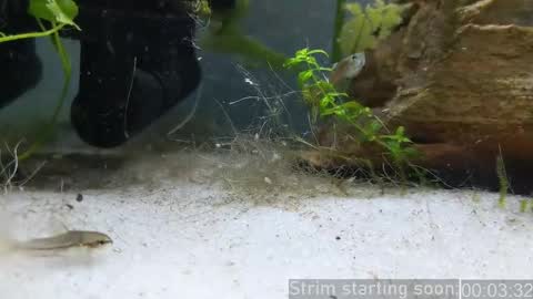 Booker Baxton online show from 25, 4, 2026