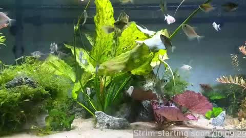 Booker Baxton online show from 28, 4, 2026