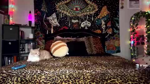 Puddin online show from 28, 12, 2024