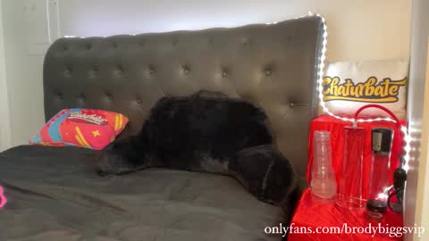 Snapshot of brodybiggs chatting on 30, 11, 2025 Brody Biggs online show from 30, 11, 2025