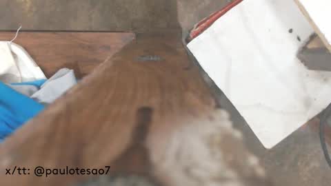 buldgeinboxer online show from 17, 2, 2025