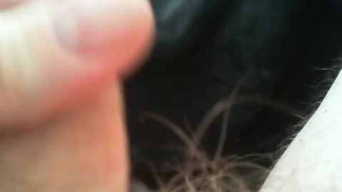 bullemoe online show from 27, 4, 2026