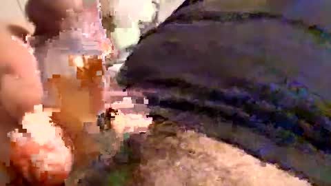 Snapshot of cactus_1041 chatting on 30, 12, 2024 Cactus1041 online show from 30, 12, 2024