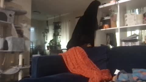 cattypants online show from 11, 9, 2025