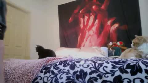 Snapshot of chinacove chatting on 16, 2, 2026 ChinaCove online show from 16, 2, 2026