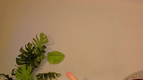 Stacy online show from 22, 1, 2025