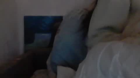 cutekattie online show from 18, 12, 2024