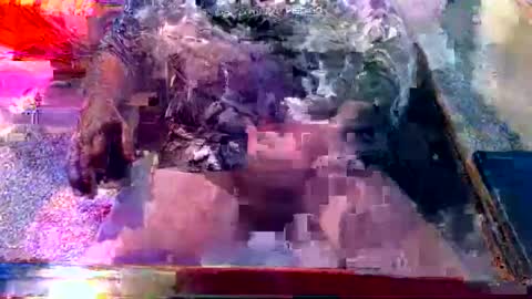 dabaatendae online show from 2, 2, 2025