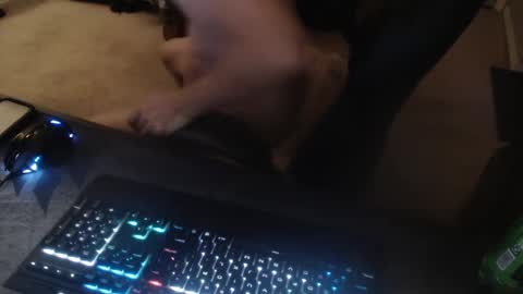 Snapshot of dakota_reilly chatting on 14, 9, 2025 Dakota online show from 14, 9, 2025