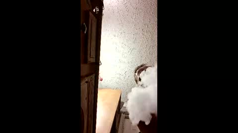 dalildick online show from 21, 2, 2026