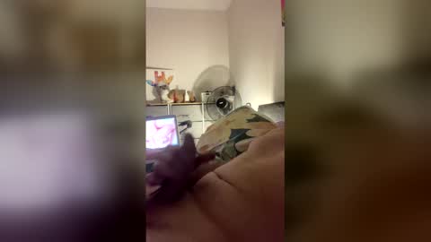 dangros438435 online show from 31, 3, 2026