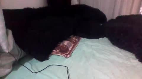 dani9821569006 online show from 14, 9, 2025