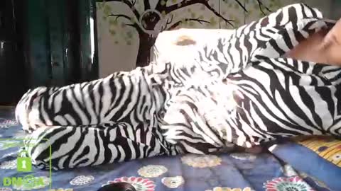 Sasha online show from 13, 12, 2024