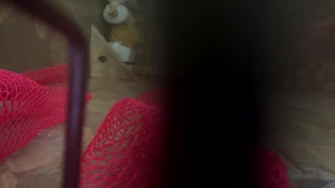 dankcock69420 online show from 17, 11, 2025