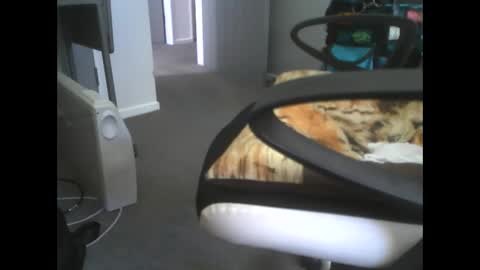 Dazzle68 online show from 14, 3, 2026