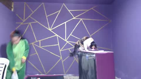 diana online show from 12, 1, 2025